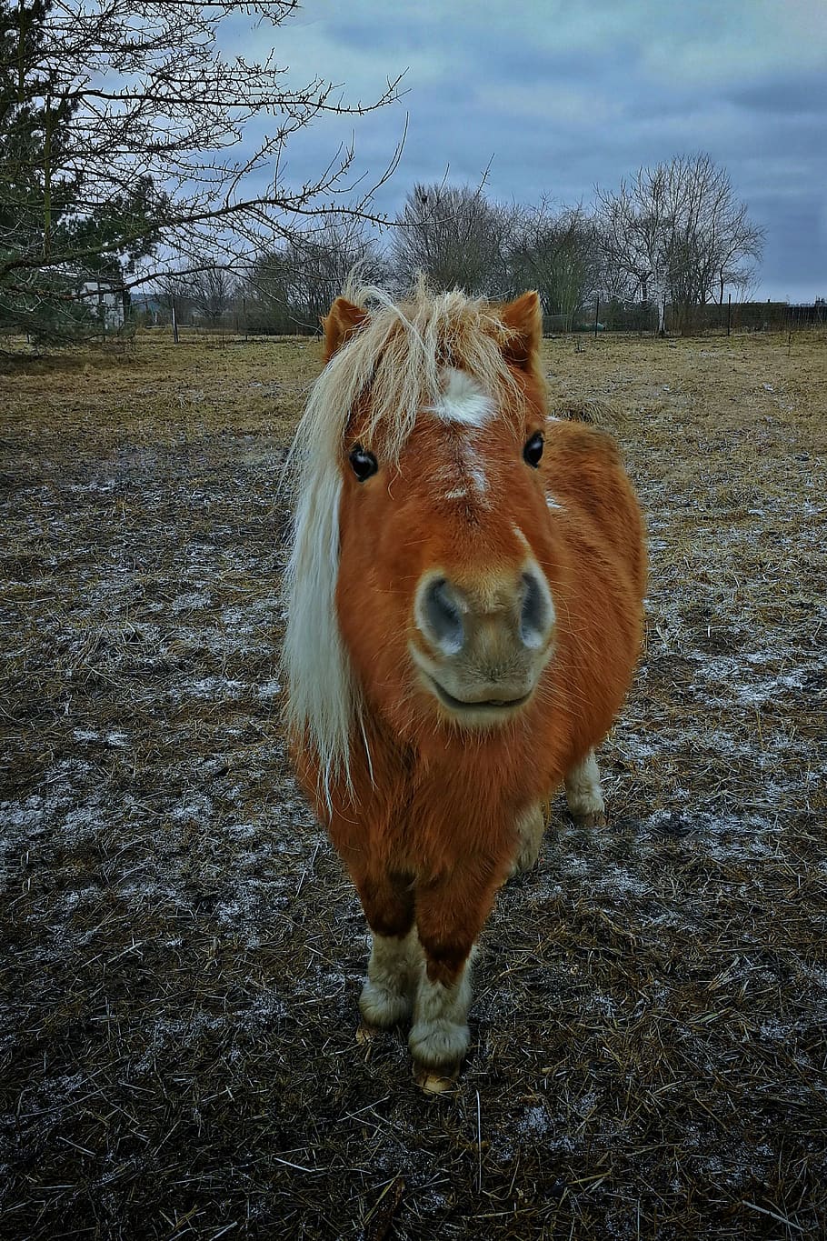 horse, hdr, small, pony, brown, animal, cute, nature, pasture, coupling
