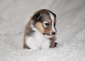 puppy-puppy-shetland-sheepdog-puppy-sitting-portrait-puppy-royalty-free-thumbnail.jpg