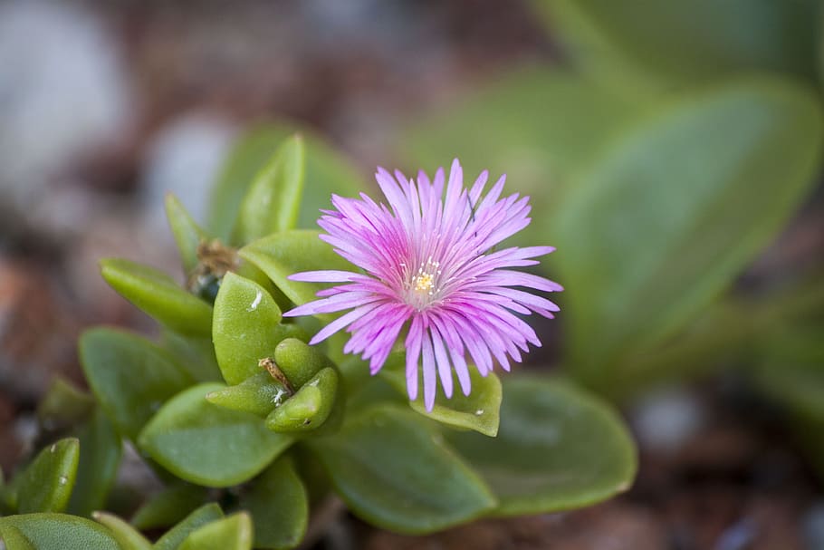succulent pink flower, tiny, flower, pink, small, micro, saturated, succulent, join, stamen