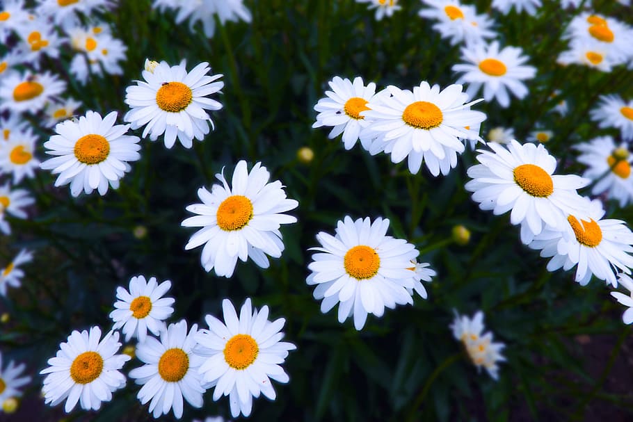 daisy flower, nature, daisy, flower, flowers, summer, white, yellow, flowering plant, freshness