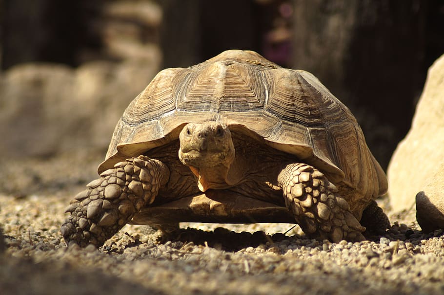 turtle, giant tortoise, carapace, animal world, giant, animal, reptile, tortoise, nature, tortoise shell