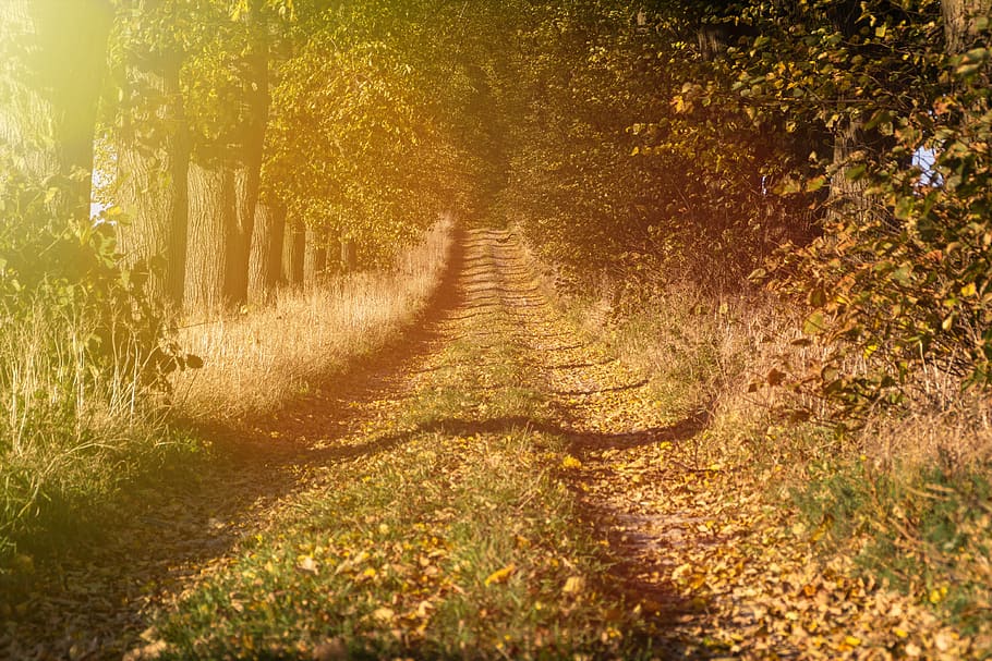cara, jalan tanah, pemandangan, desa, jalan, pohon, alam, matahari, musim gugur, cahaya