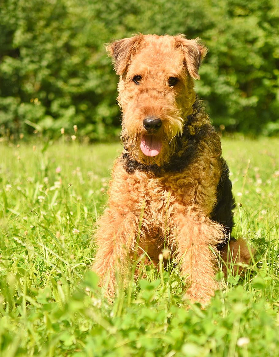 dog, airedale terrier, pet, purebred, airedale, race, family tree, domesticated, animal, terrier