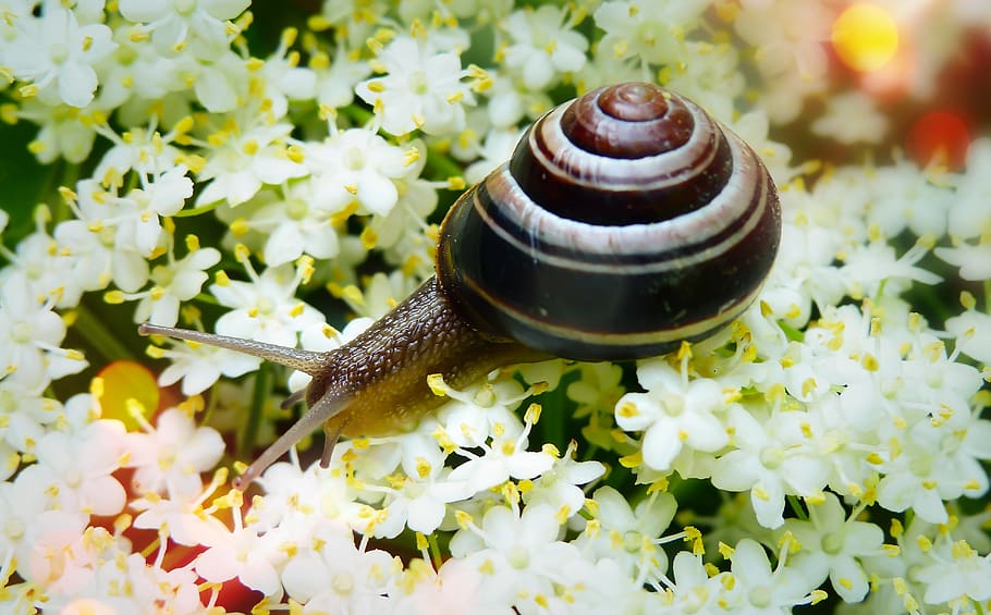 snail zaroślowy, molluscs, flowers, bokeh, forest, animals, nature, at the court of, invertebrates, closeup