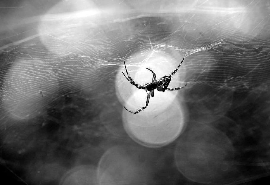 quentin chong, spider, buddha-nature, light, invertebrate, insect, animal themes, arachnid, spider web, one animal