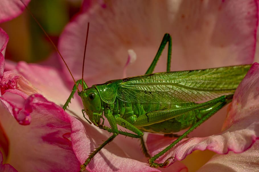viridissima, green, grasshopper, close up, summer, skip, insect, one animal, invertebrate, animal