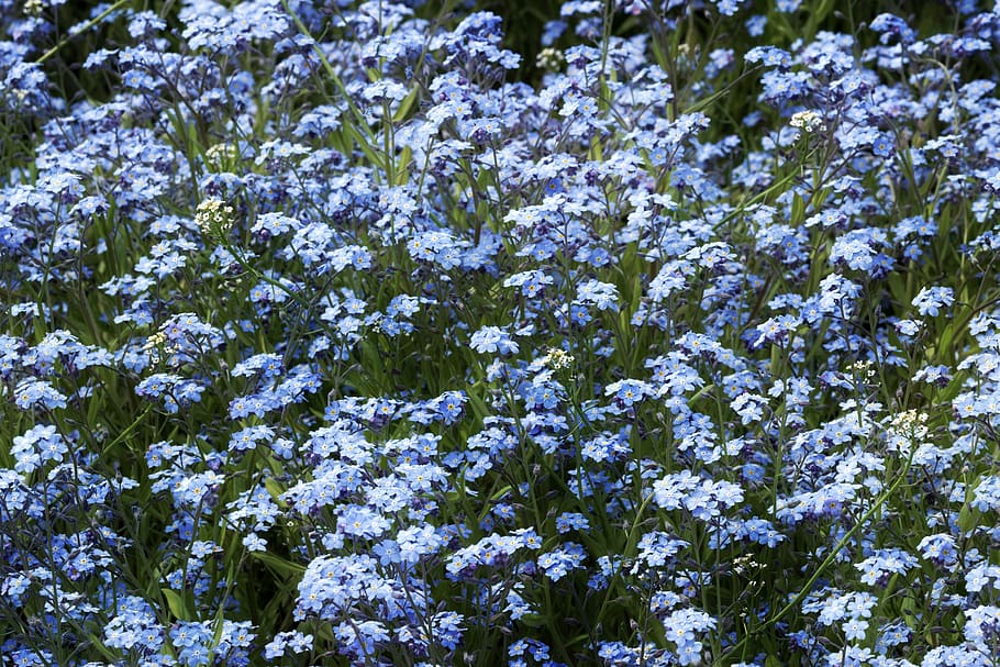 bunga, biru, tanaman, musim semi, bidang, perbekalan, latar belakang, karpet, hijau, pewarnaan