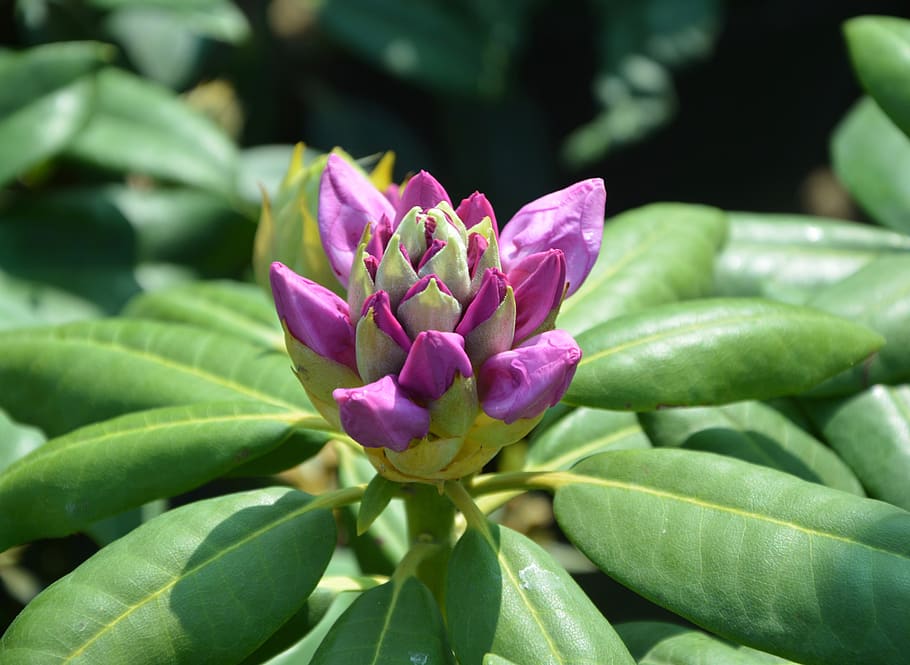 flower rhododendron, bud, green leaves, plant, nature, garden, rhododendron, rhododendron bud, floral, flowering plant