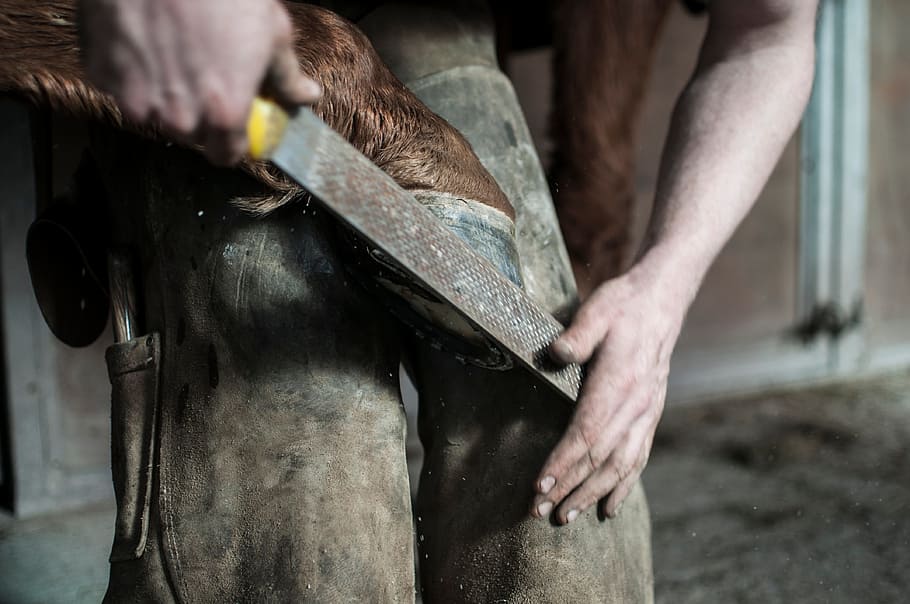 people, man, horse, leg, human hand, hand, human body part, one person, occupation, working