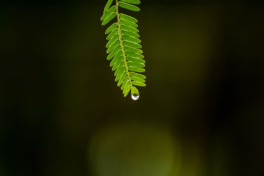 água, gotas, chuva, gotas de água, verde, cor verde, crescimento, folha, plantar, parte da planta