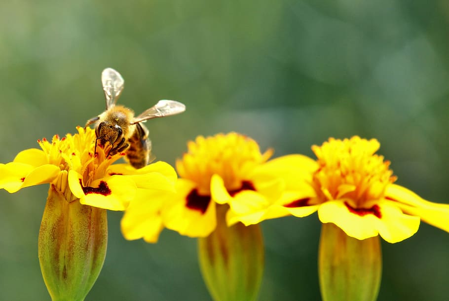bee, marigold, pollination, nature conservation, insect, pollen, close up, flower, blossom, bloom