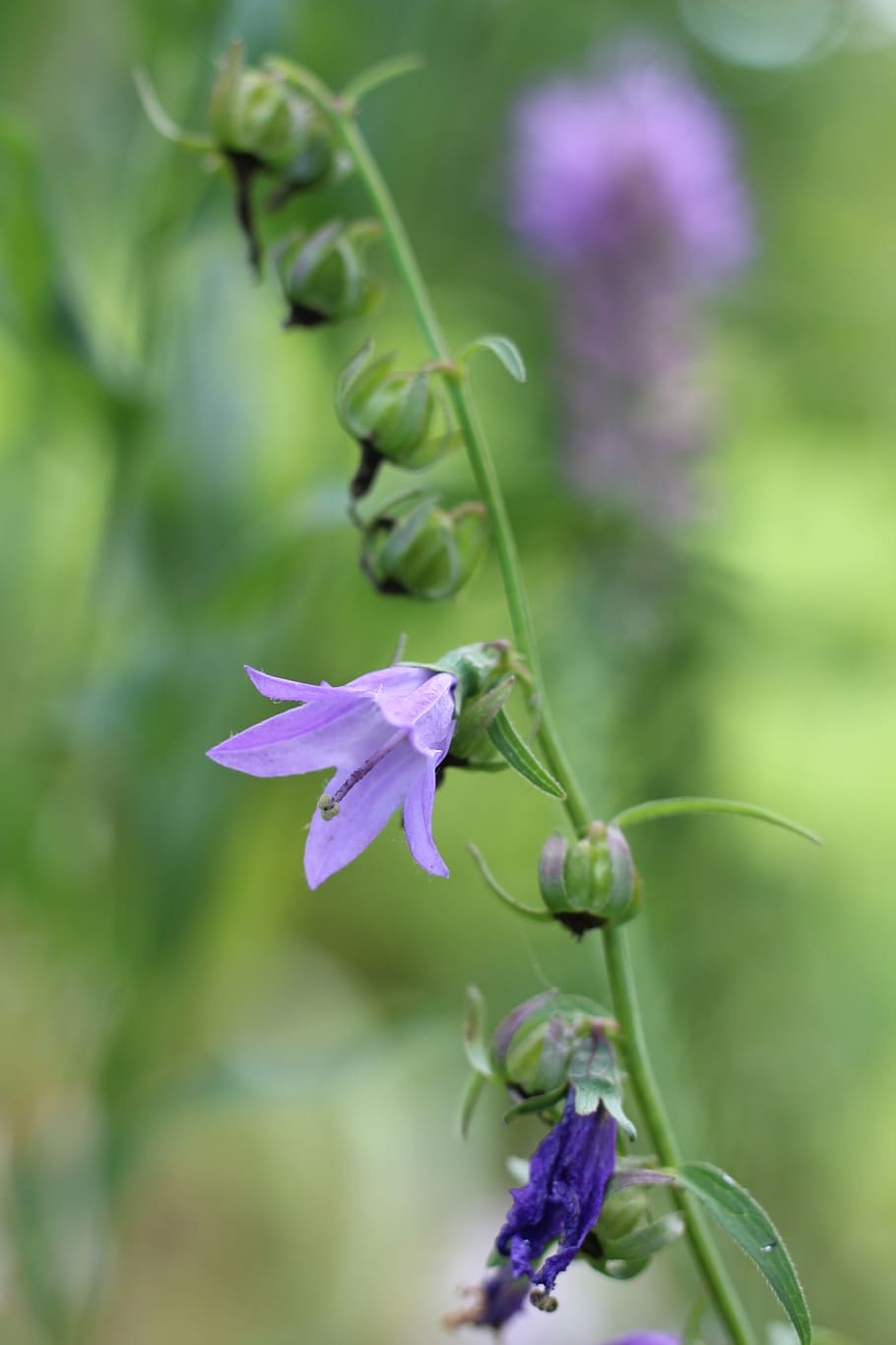 bluebell, spotted, flower, floral, botanical, macro, nature, garden, blooming, green
