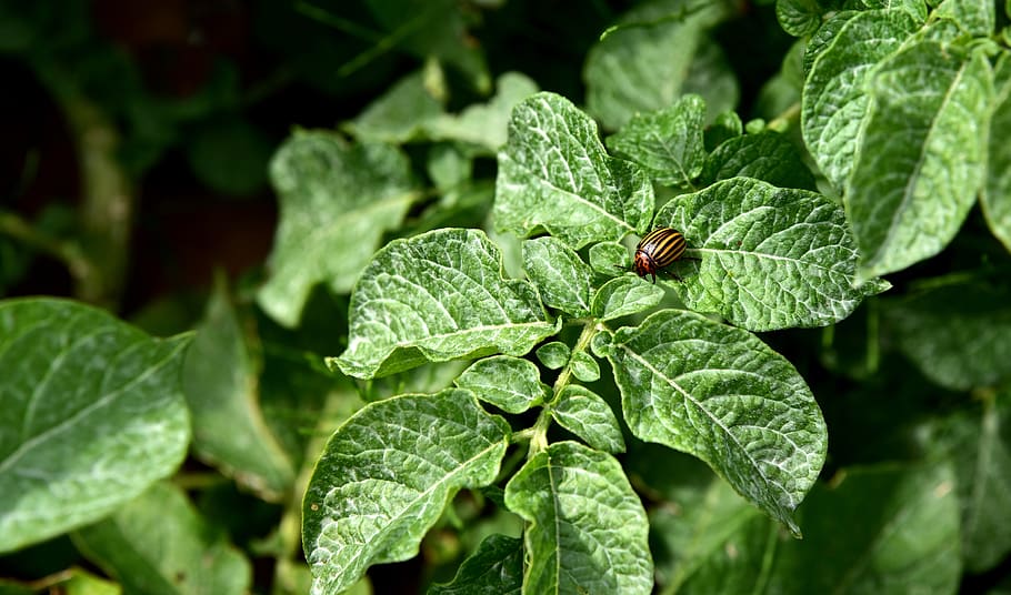 potato green, potato plant, potato beetle, plant, insect, smith, garden, pest, flight insect, potato foliage