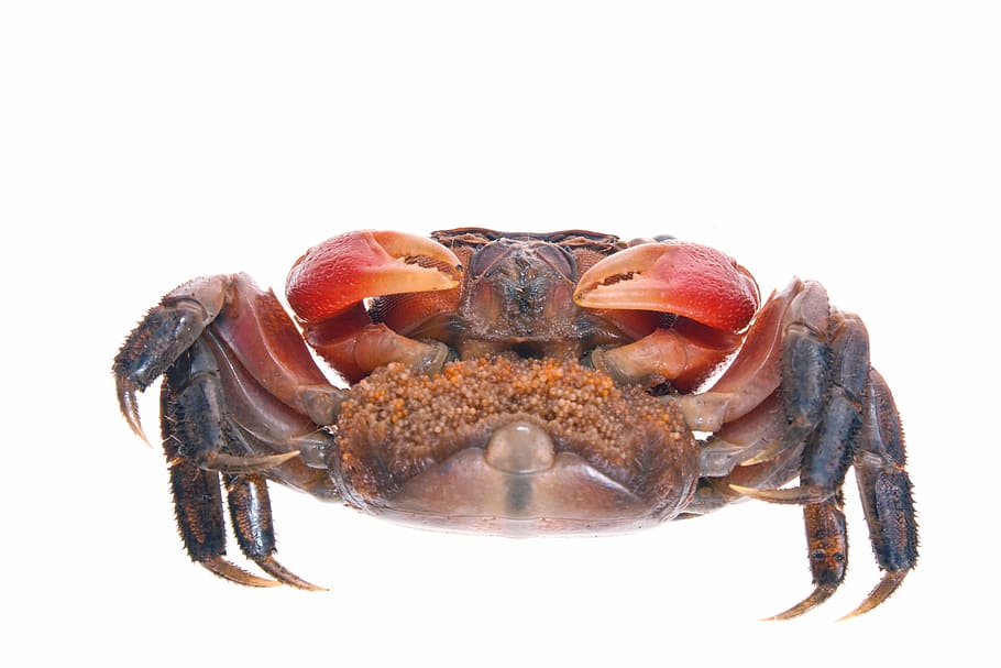 animal, claw, crab, crustacean, food, isolated, leg, seafood, shell, shellfish