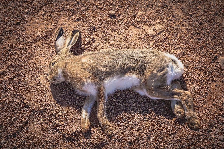 rabbit, playing dead, hare, laying, animal themes, animal, mammal, one animal, animal wildlife, animals in the wild
