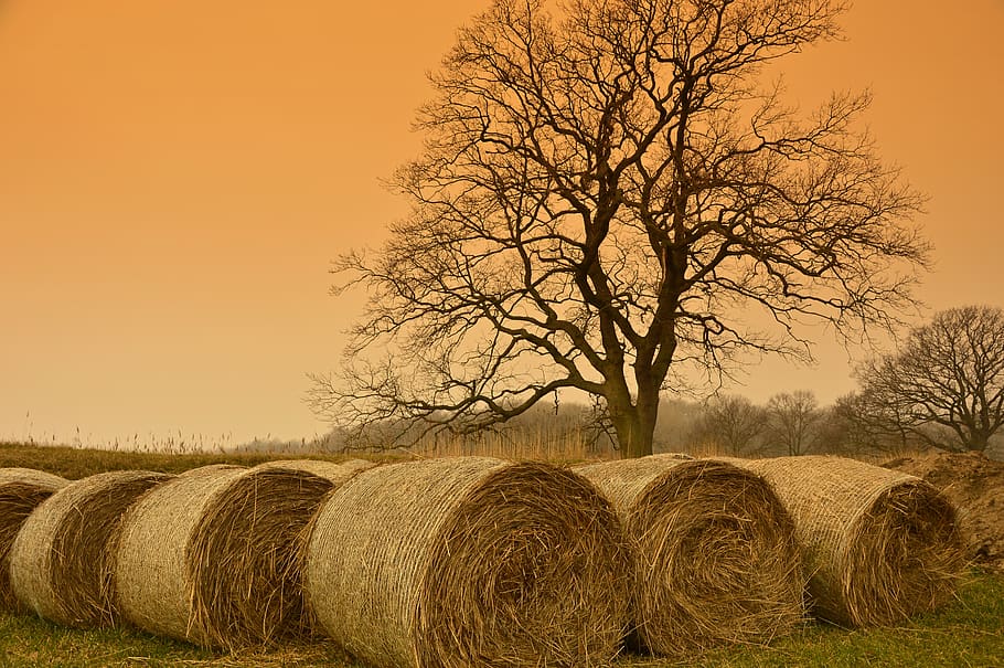 straw bales, straw, hay bales, harvest, agriculture, tree, nature, landscape, mood, light
