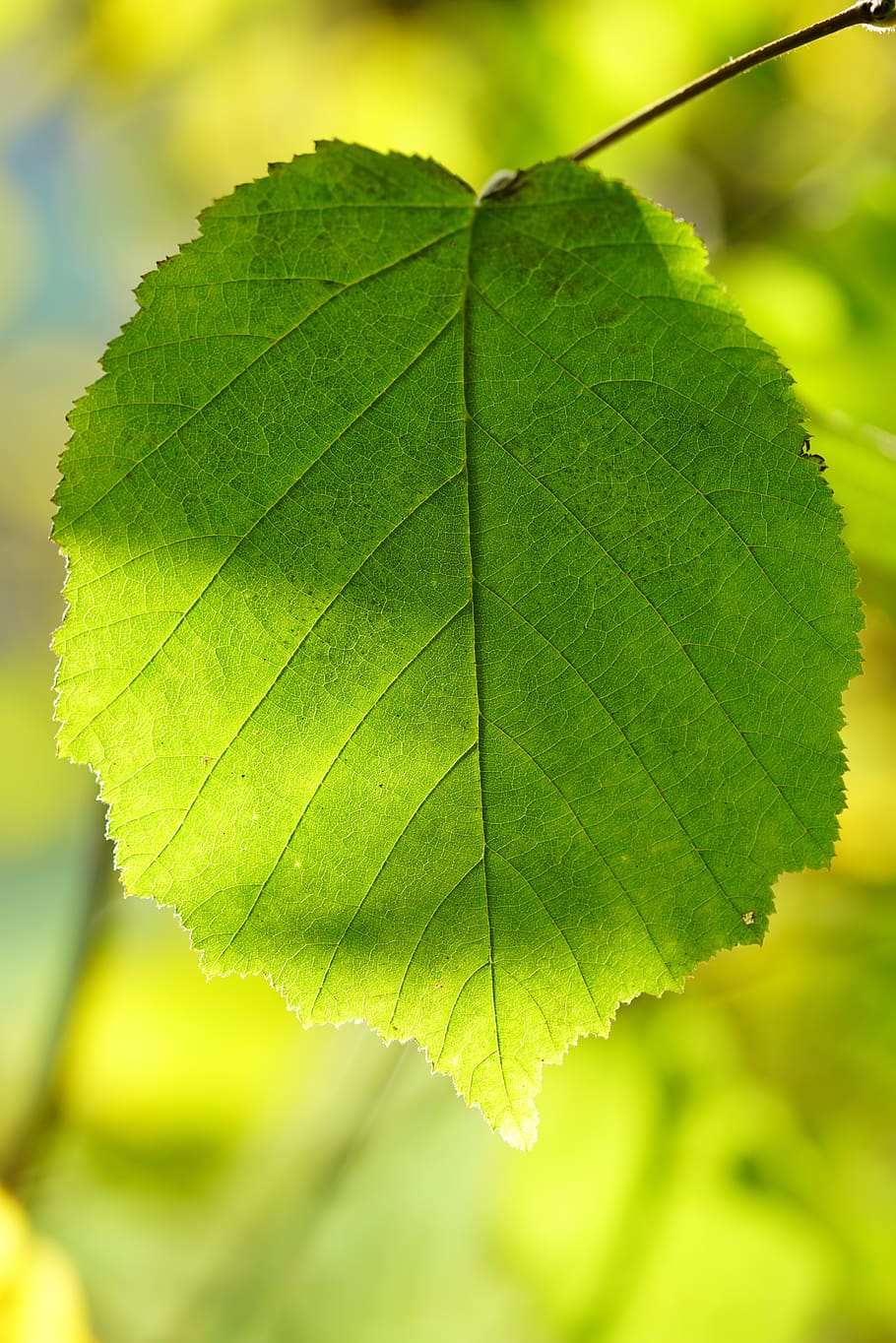 hazelnut leaf, leaf, common hazel, corylus avellana, hazel, birch greenhouse, betulaceae, plant part, green color, close-up