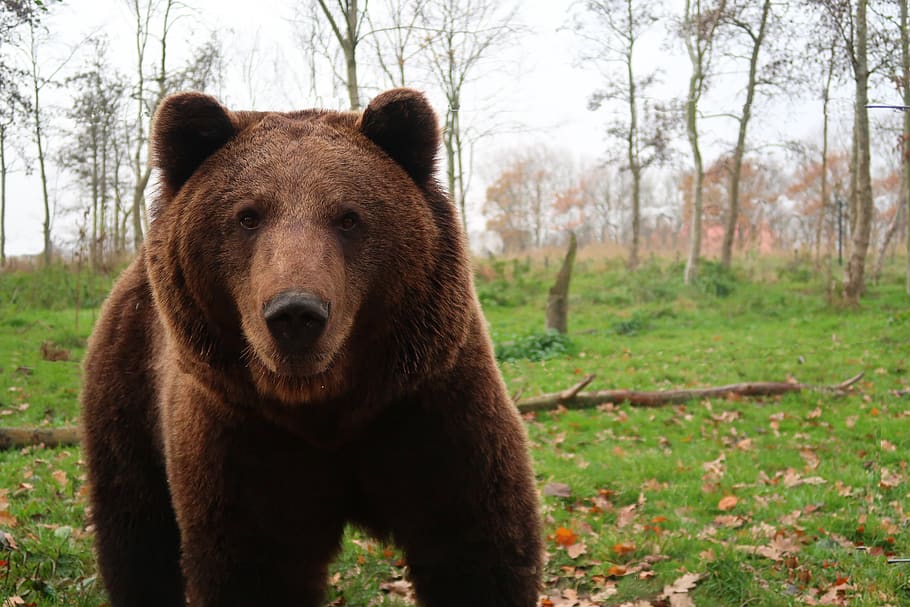 bear, brown bear, teddy bear, fur, brown, dangerous, teddy, wilderness, predator, nature