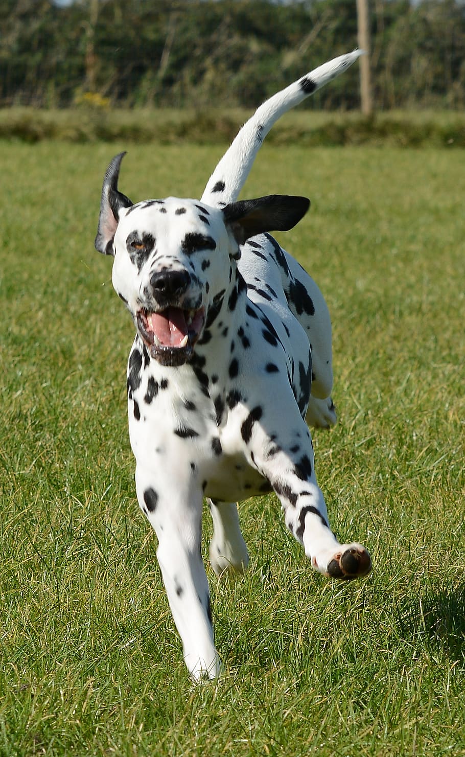 dalmatian, dog, animal, pet, mammal, playful, running, happy, canine, one animal