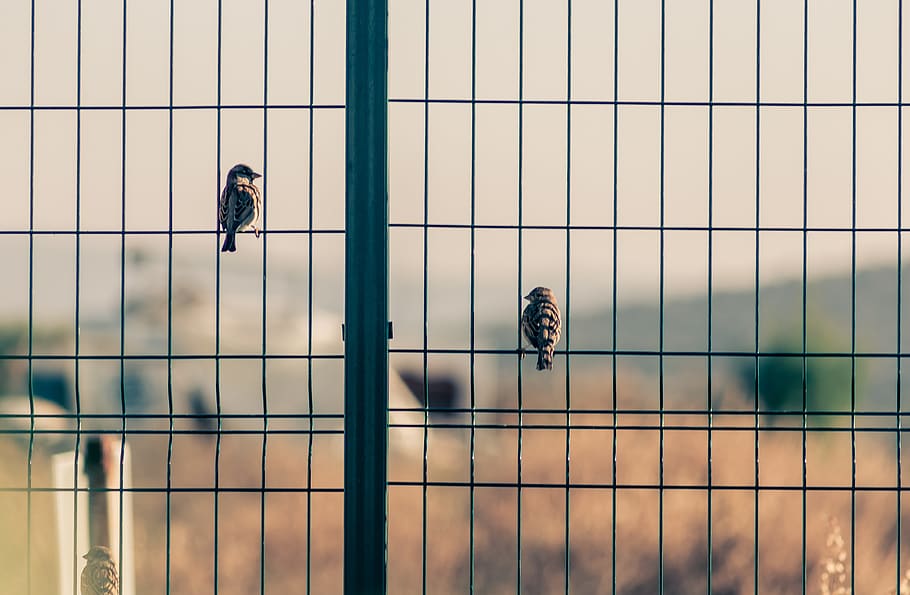 birds, love, obstacle, fence, dom, background, metal, outdoors, day, real people