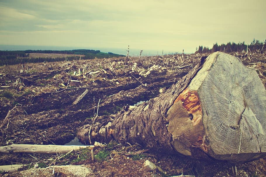 deforestation, forest, wood, cut, environment, ecology, nature, tree, timber, lumber