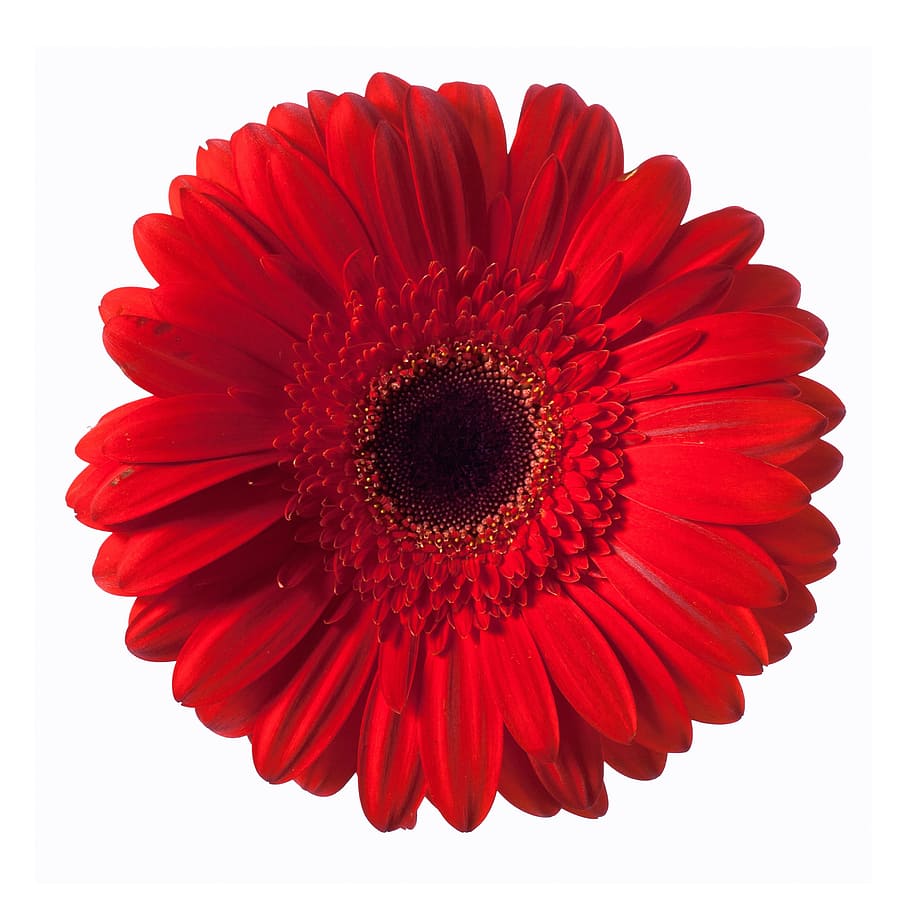 flower, gerbera, red, white, background, zinnia, spring, macro, stem, closeup