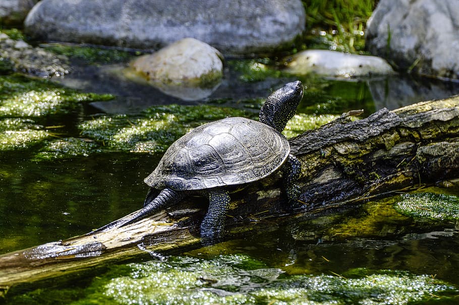 european, marsh turtle, turtle, pond, reptile, water creature, panzer ...