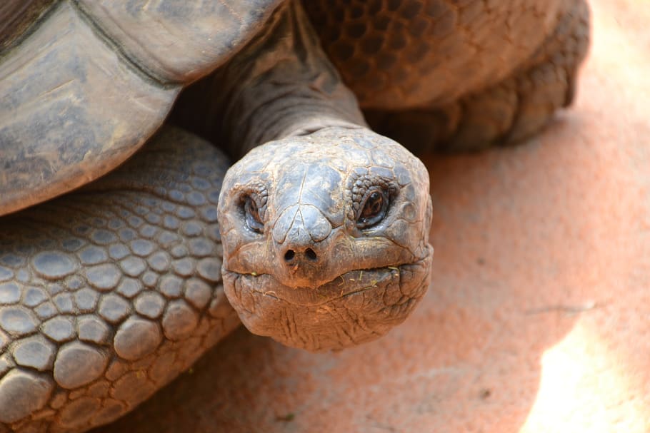 turtle, tortoise, reptile, slowly, armored, zoo, creature, animal, head, old