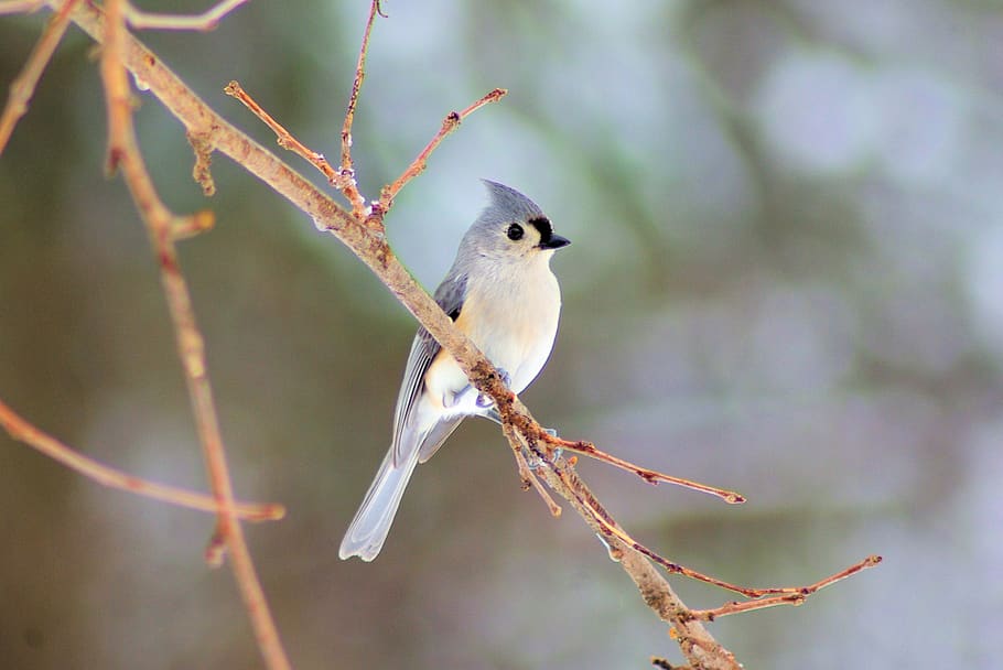winter, tufted titmouse, bird, tufted, titmouse, nature, wildlife, outdoors, songbird, perched