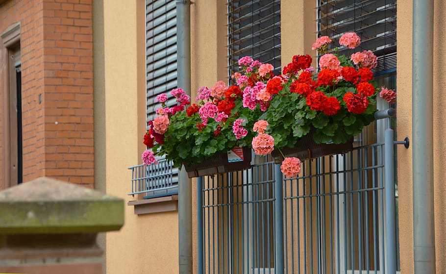 balcony plants, geranium, slope geranien, regal pelargonium, summer, red geranium, window flower, flower box, window, red