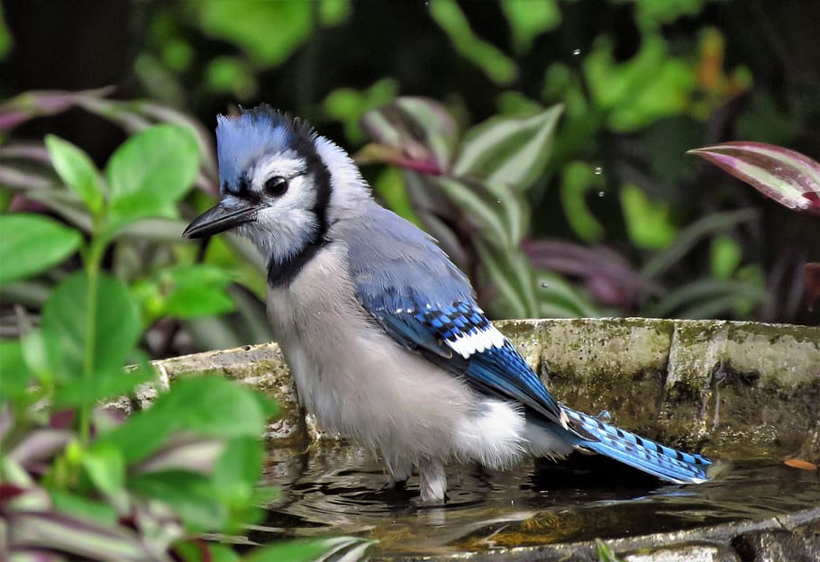 Blue Jay Bird Feather Wildlife Songbird Portrait Nature Ground