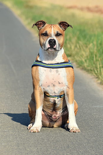 Download Amstaff Dog Pics