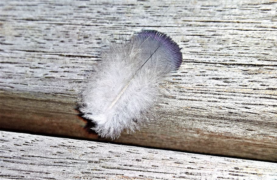 feather, bird feather, white, grey, fluffy, slightly, soft, tender, filigree, lost