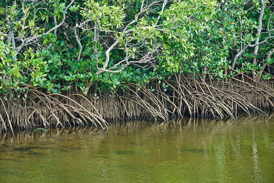 manguezais, tropical, água, planta, mar, rio, árvore, agua, cor verde, crescimento