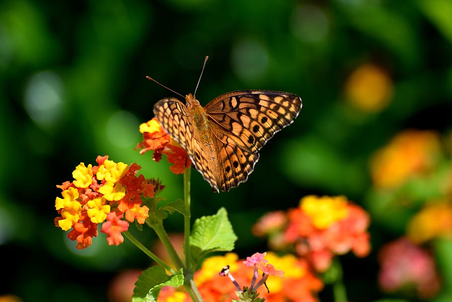 moth butterfly, butterfly, insect, colorful, garden, flowers, nature, wing, summer, beauty