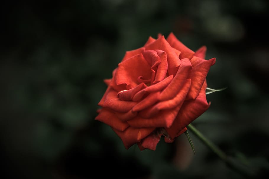 red, rose, flower, garden, nature, flowering plant, petal, inflorescence, beauty in nature, rose - flower