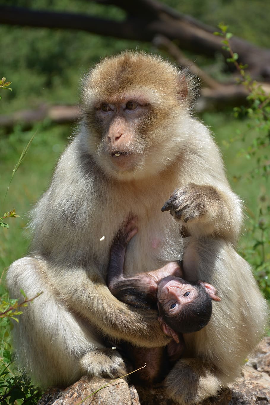 monkey, mother and son, animal, ape, animal wildlife, animals in the wild, primate, mammal, vertebrate, group of animals