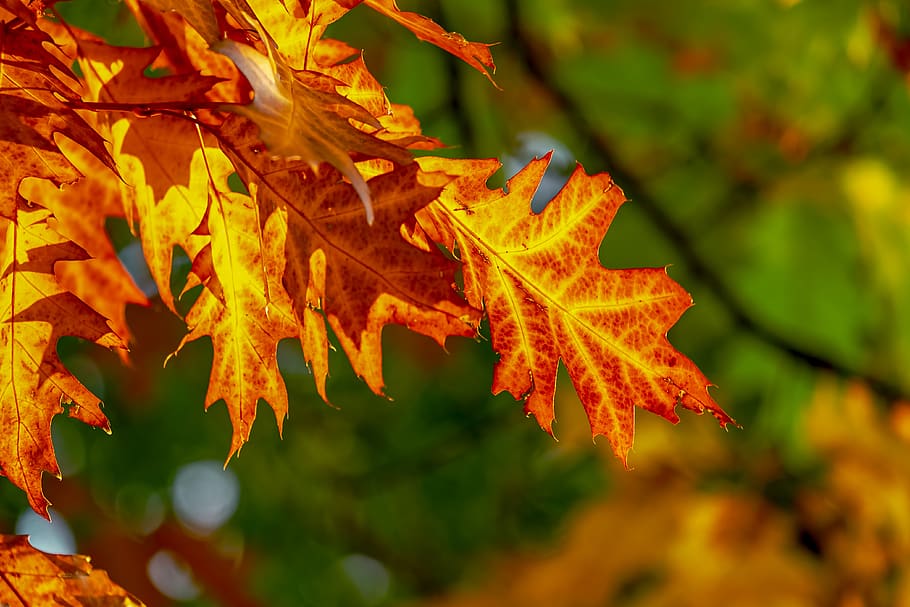 fall foliage, leaves, bright, color, fall color, colorful, nature, leaf, golden, sun