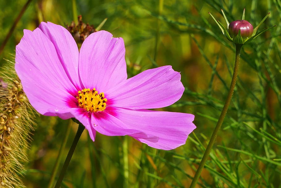 merah muda, bunga kosmos, closeup., tanaman kosmos, bunga merah muda, gambar bunga, foto bunga, gambar bunga indah, bunga, tanaman berbunga