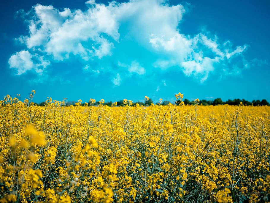 meadow, rapeseed, agriculture, field, the cultivation of, summer, flowers, blooming rapeseed, village, plants