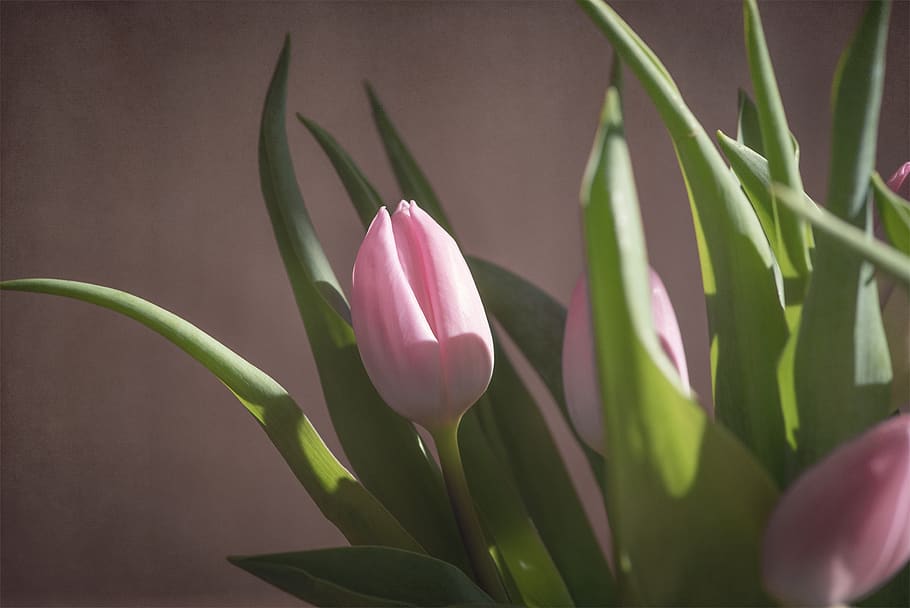 tulipán, rosa, tulipán rosa, flor, flor rosa, floración, flor cerrada, flor de primavera, tierna, hermosa