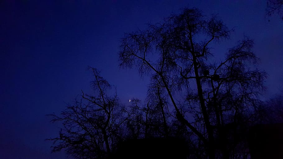 noite, árvores, lua, azul, céu, escuro, dia das bruxas, assustador, árvore, silhueta