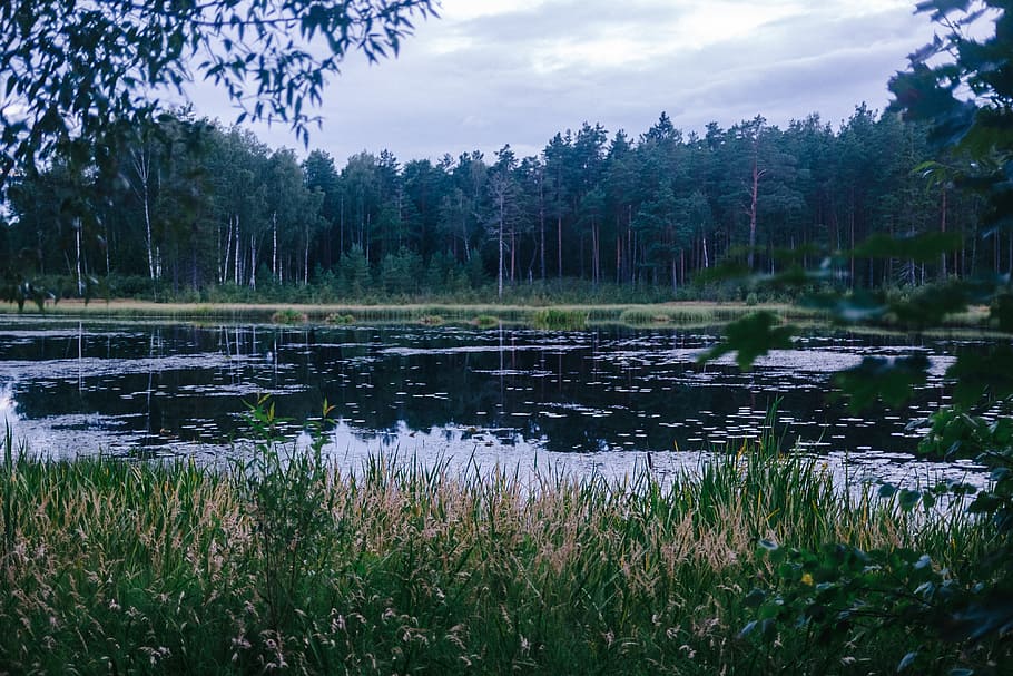 estanque del bosque, letonia, fondo, hermosa, belleza, azul, color, día, medio ambiente, bosque