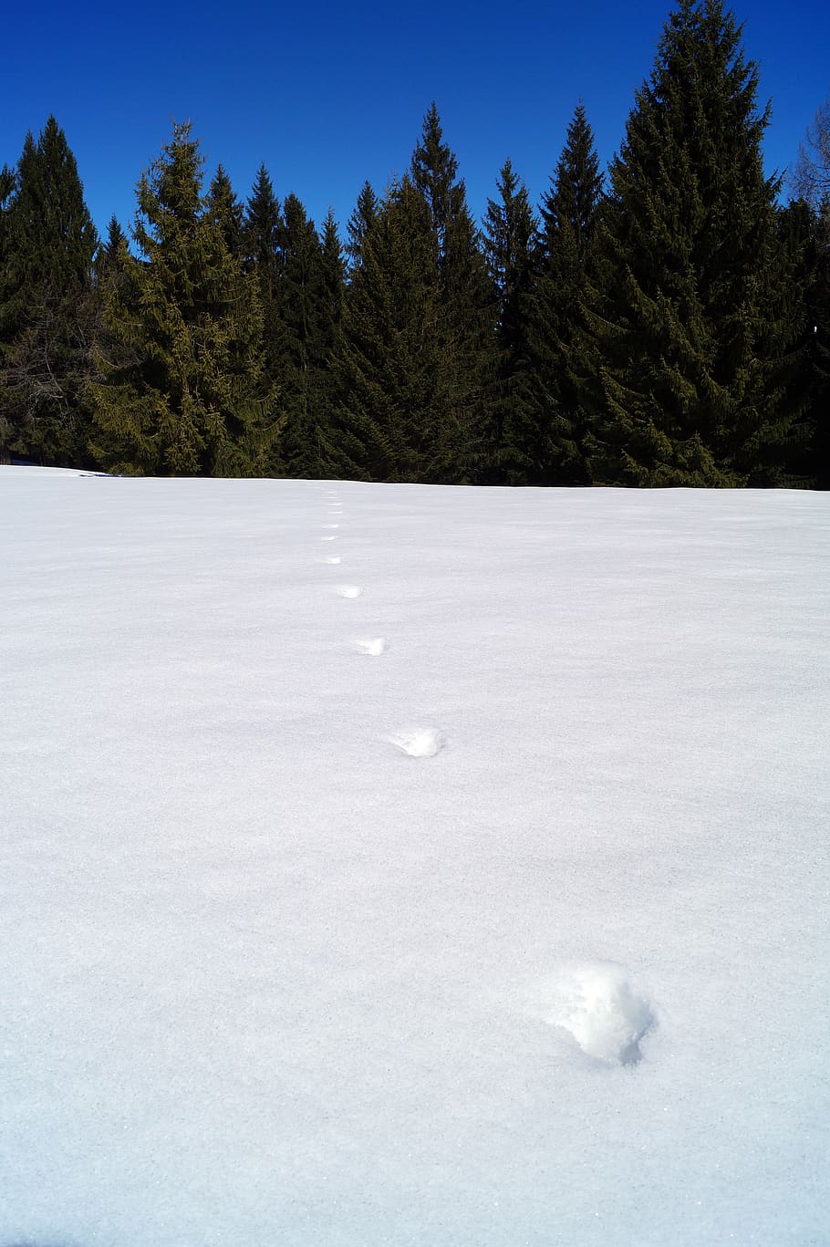 footsteps, snow, steps, individual steps in the snow, forest, tree, plant, cold temperature, nature, winter