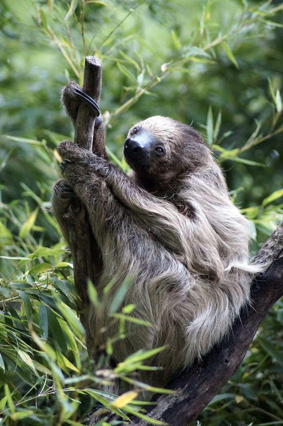 sloth, tree, animal, rest, depend, relaxed, primate, mammal, animal wildlife, monkey