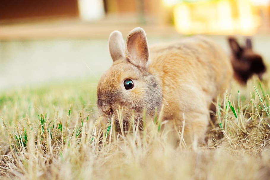 rabbit, nature, animal, hare, bunny, mammal, outdoor, grass, cute, ears