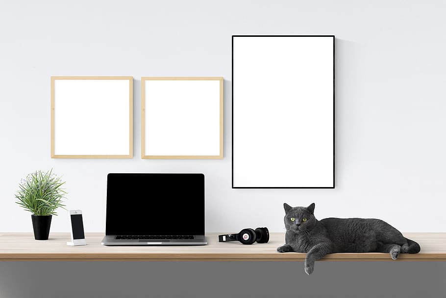 poster, frame, laptop, cat, plant, technology, indoors, computer, copy space, picture frame