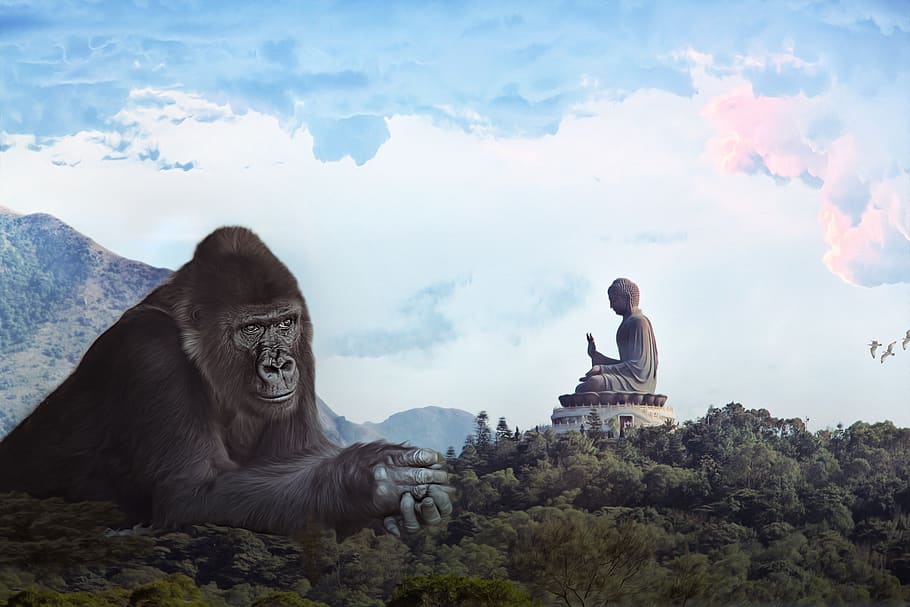 gorilla, budda, king kong, giant, monkey, hong kong, landscape, pray, marvel, mountains