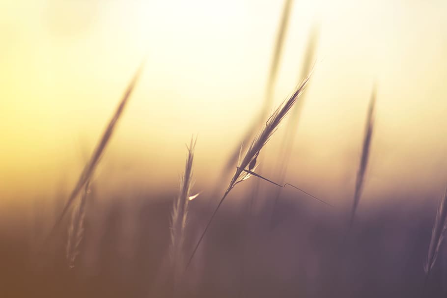 grass, blur, outdoor, nature, plant, growth, beauty in nature, agriculture, tranquility, back lit