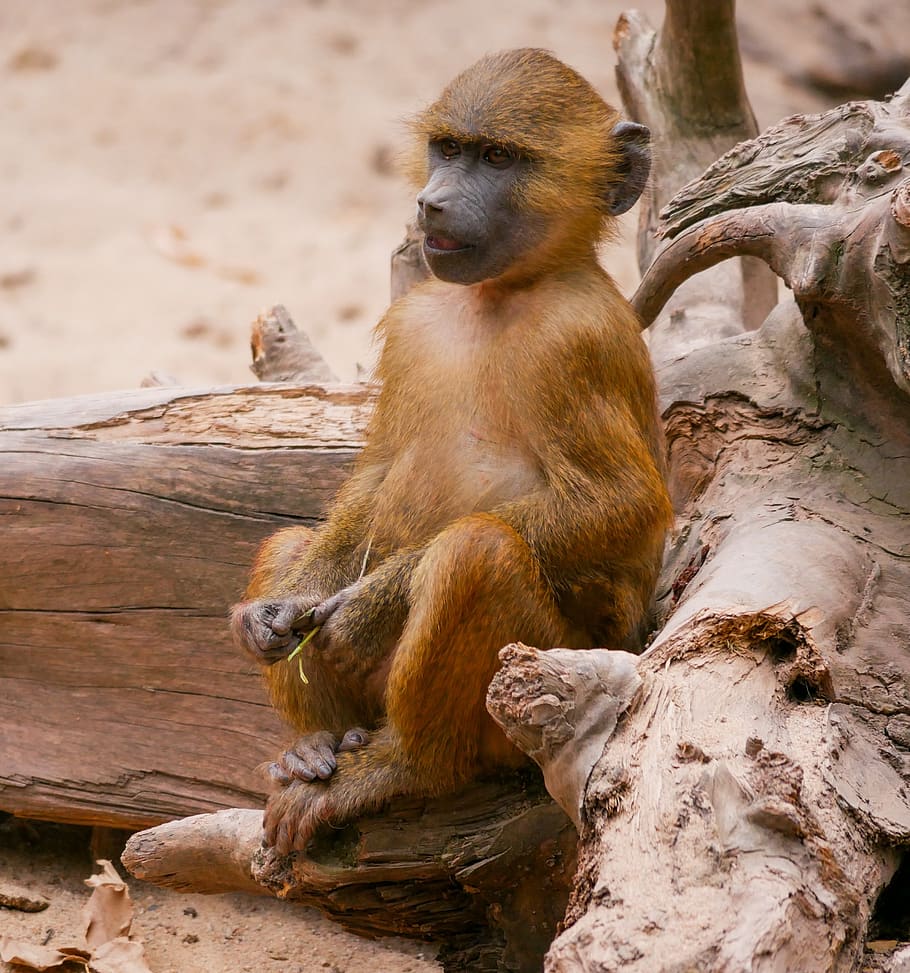 animales, mono, babuino, babuino esfinge, primate, mono sentarse, en la naturaleza, temas de fauna animal | Pxfuel